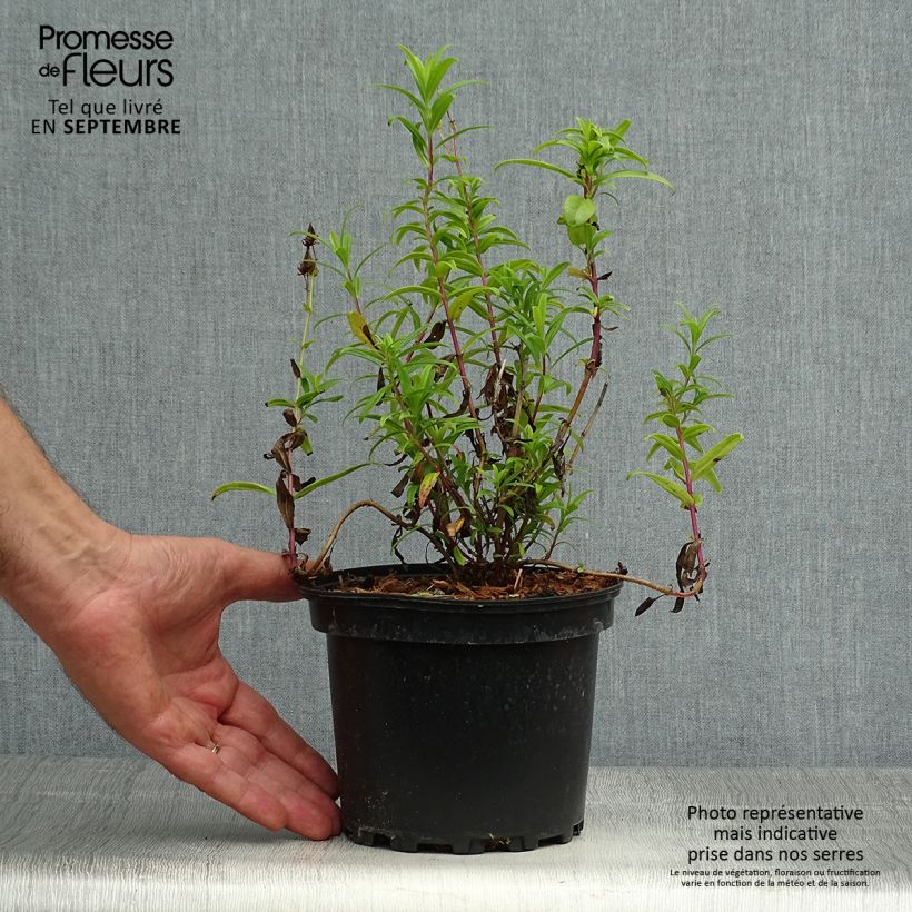 Example of Penstemon Hewell Pink Bedder - Galane Pot de 2L/3L as you get in automne
