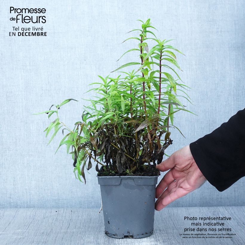 Example of Penstemon hybride Blackbird - Galane Pot de 2L/3L as you get in automne