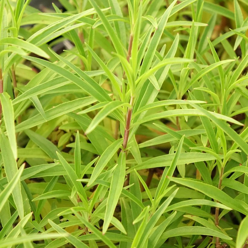 Penstemon hybride Garnet - Galane (Foliage)