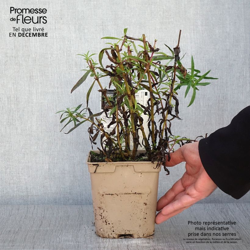 Example of Penstemon hybride Sour Grapes - Galane Pot de 2L/3L as you get in automne