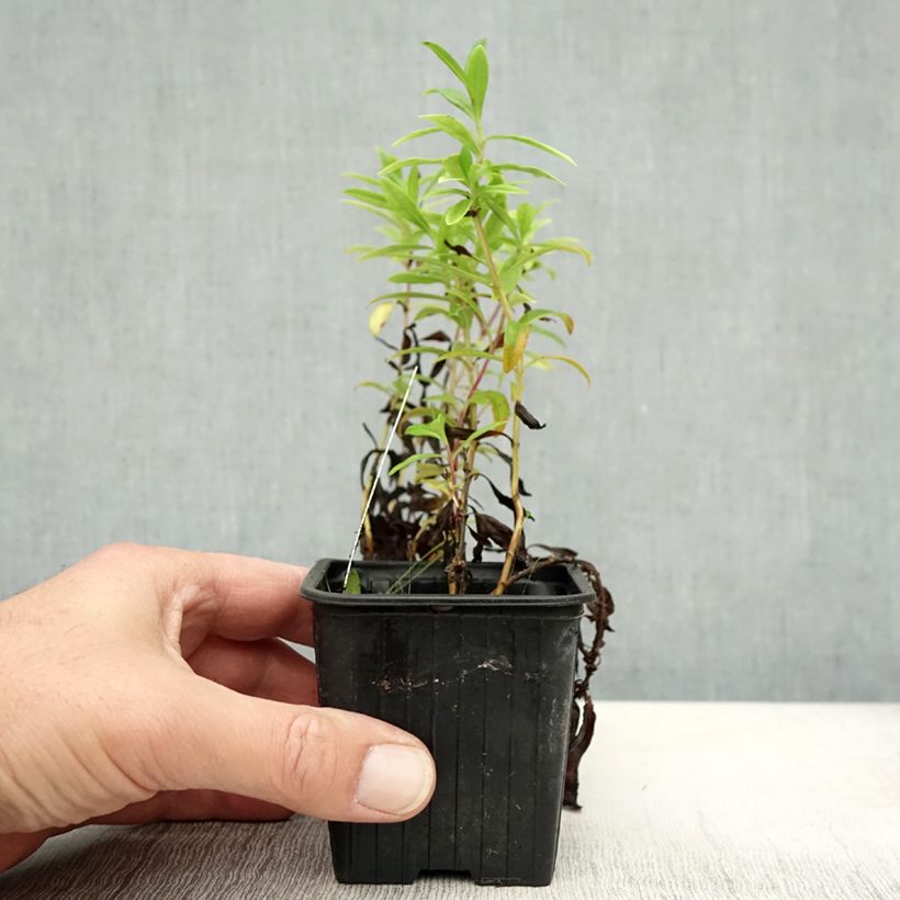 Example of Penstemon Le Phare - Galane Godet de 8/9 cm as you get in automne