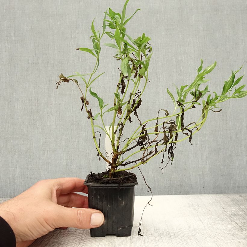 Example of Penstemon Pensham Wedding Day - Galane Godet de 8/9 cm as you get in automne