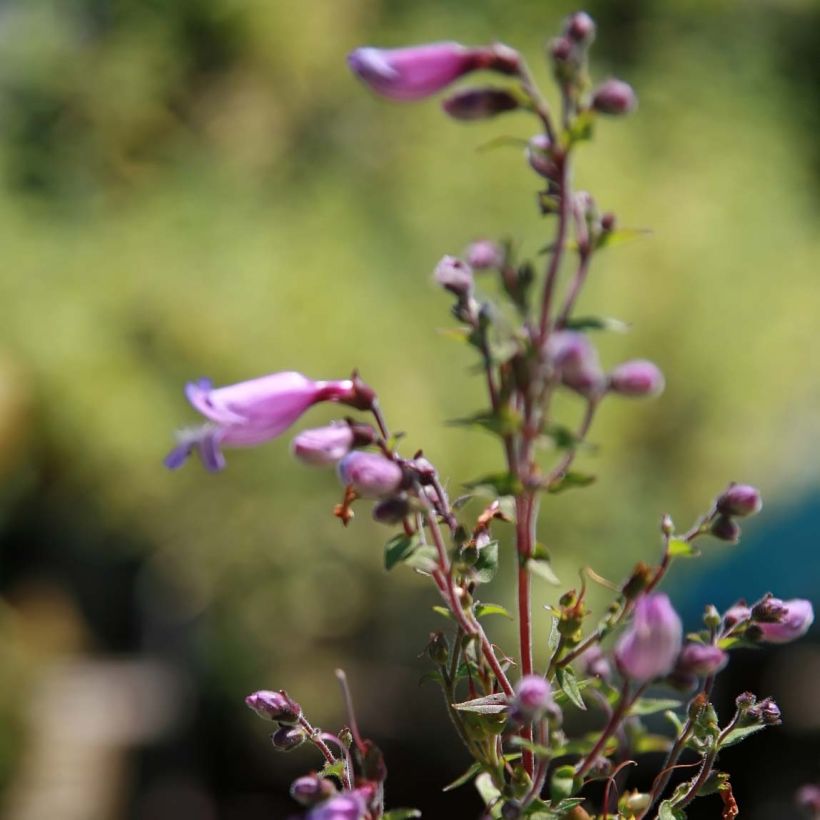 Penstemon smallii - Galane (Flowering)