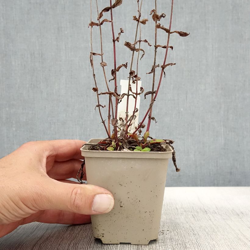 Example of Penstemon smallii - Galane Godet de 8/9 cm as you get in automne