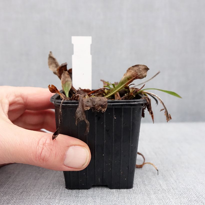 Example of Penstemon virens - Galane Godet de 8/9 cm as you get in hiver