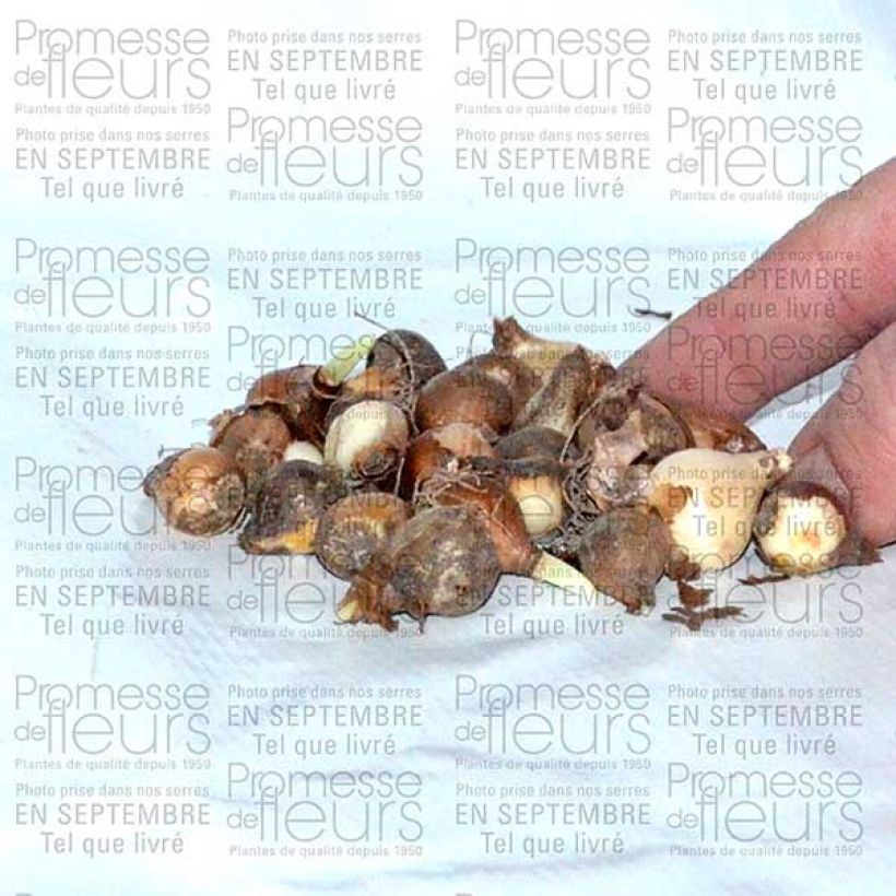 Example of Perce-neige double - Galanthus nivalis Flore Pleno Bulbe size 5+ as you get