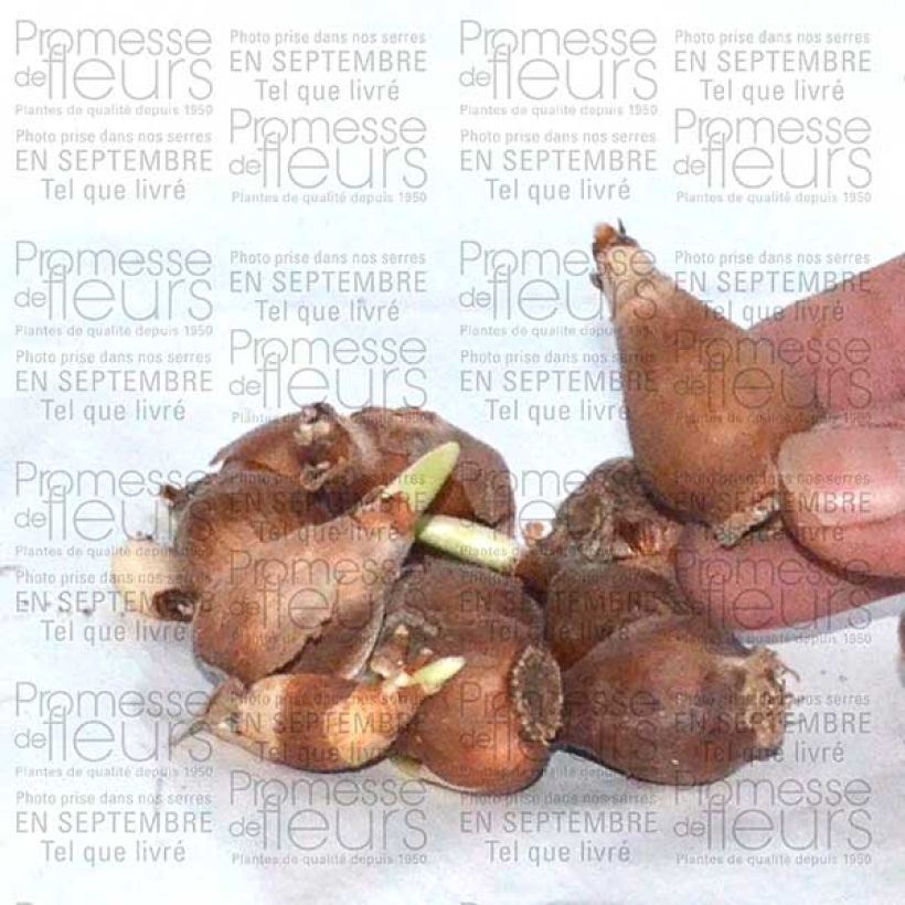 Example of Perce-neige - Galanthus elwesii Bulbe size 4/4,5 as you get