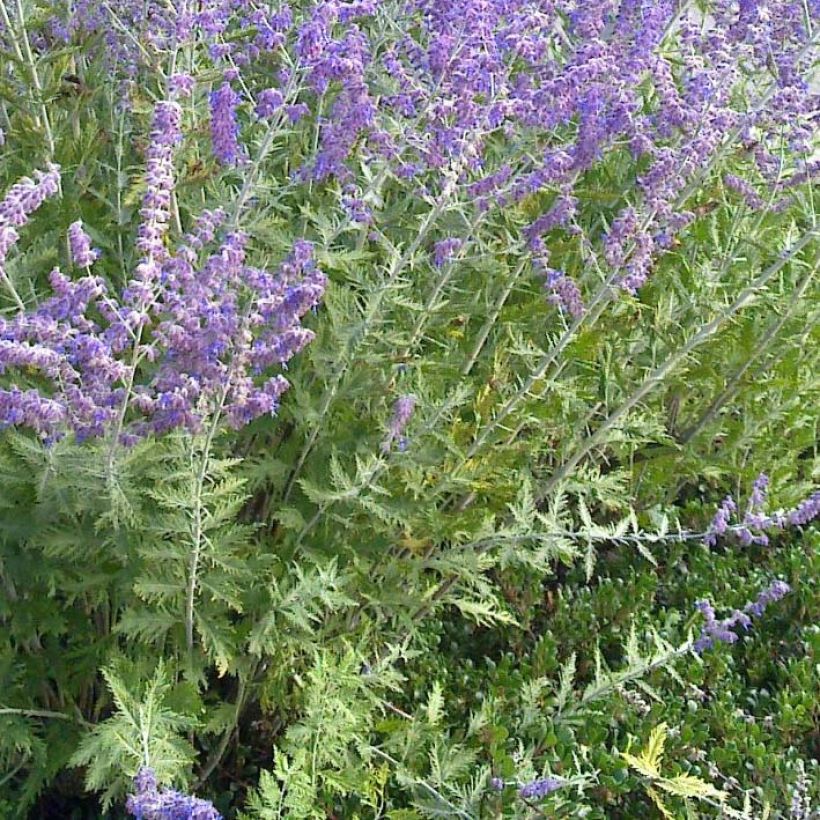 Perovskia atriplicifolia Blue Spire - Sauge de Sibérie (Foliage)