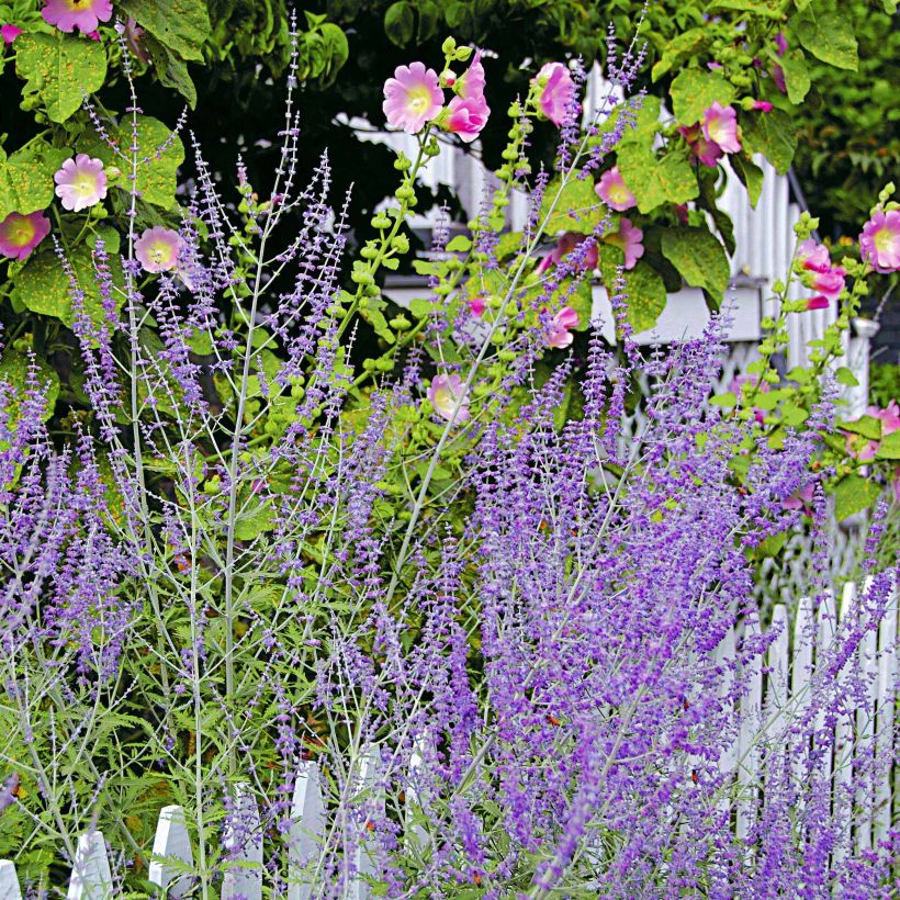 Perovskia atriplicifolia Blue Spire - Sauge de Sibérie (Flowering)