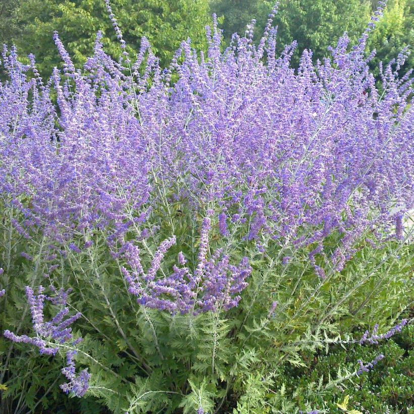 Perovskia atriplicifolia Blue Spire - Sauge de Sibérie (Plant habit)