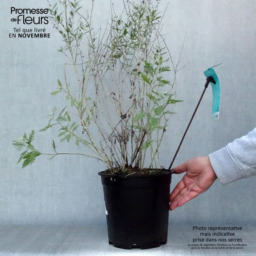 Example of Perovskia atriplicifolia Blue Spire - Sauge de Sibérie Pot de 4L/5L as you get in automne