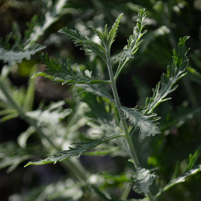 Perovskia atriplicifolia Lacey Blue (Foliage)