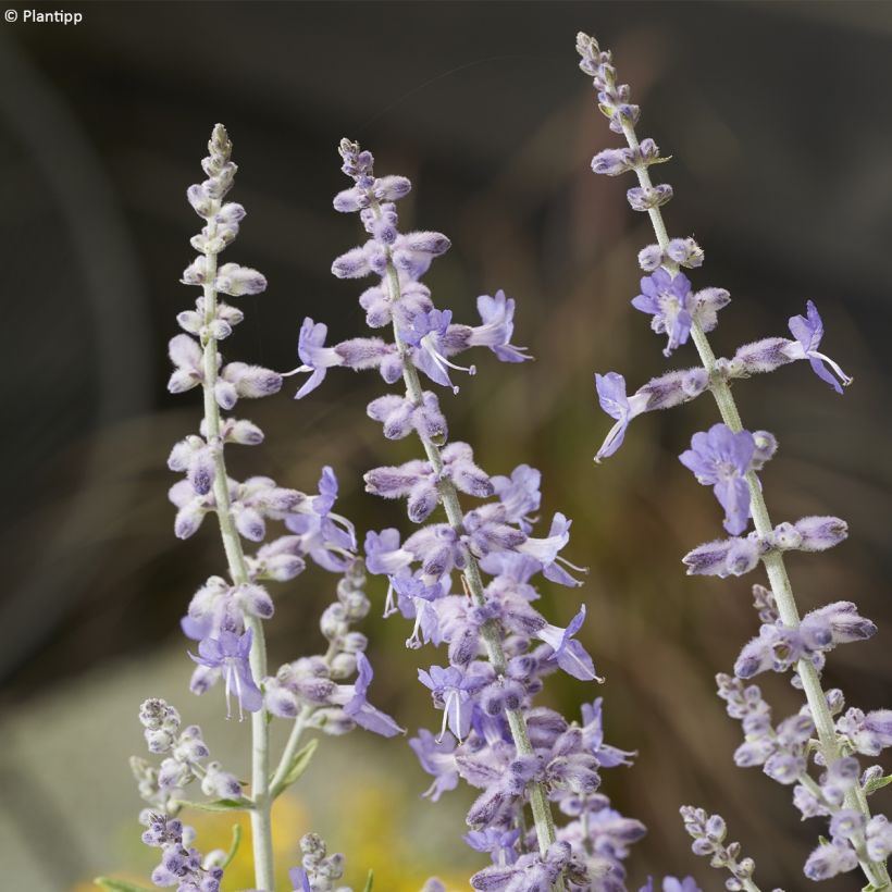 Perovskia atriplicifolia Lacey Blue (Flowering)