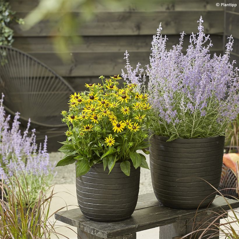 Perovskia atriplicifolia Lacey Blue (Plant habit)