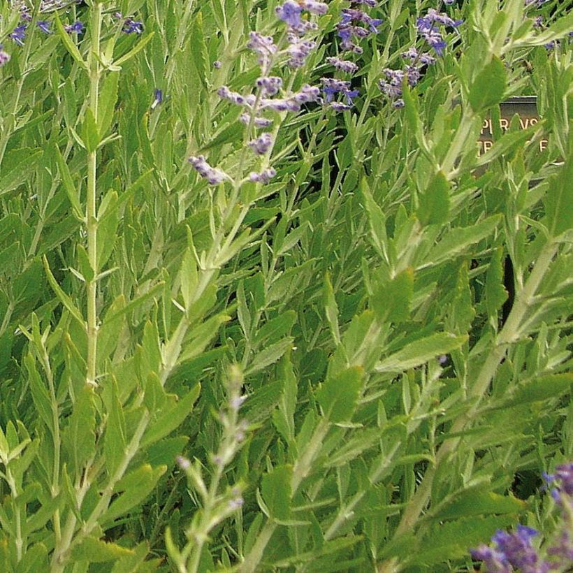 Perovskia atriplicifolia Little Spire - Sauge d'Afghanistan compacte (Foliage)