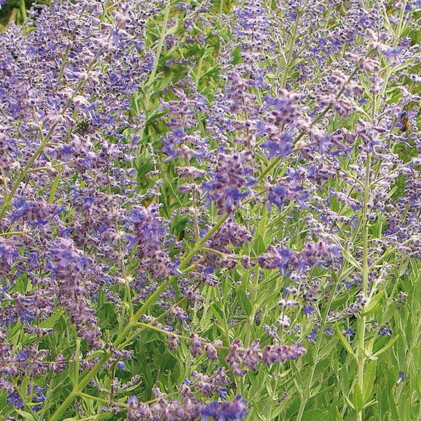 Perovskia atriplicifolia Little Spire - Sauge d'Afghanistan compacte (Flowering)