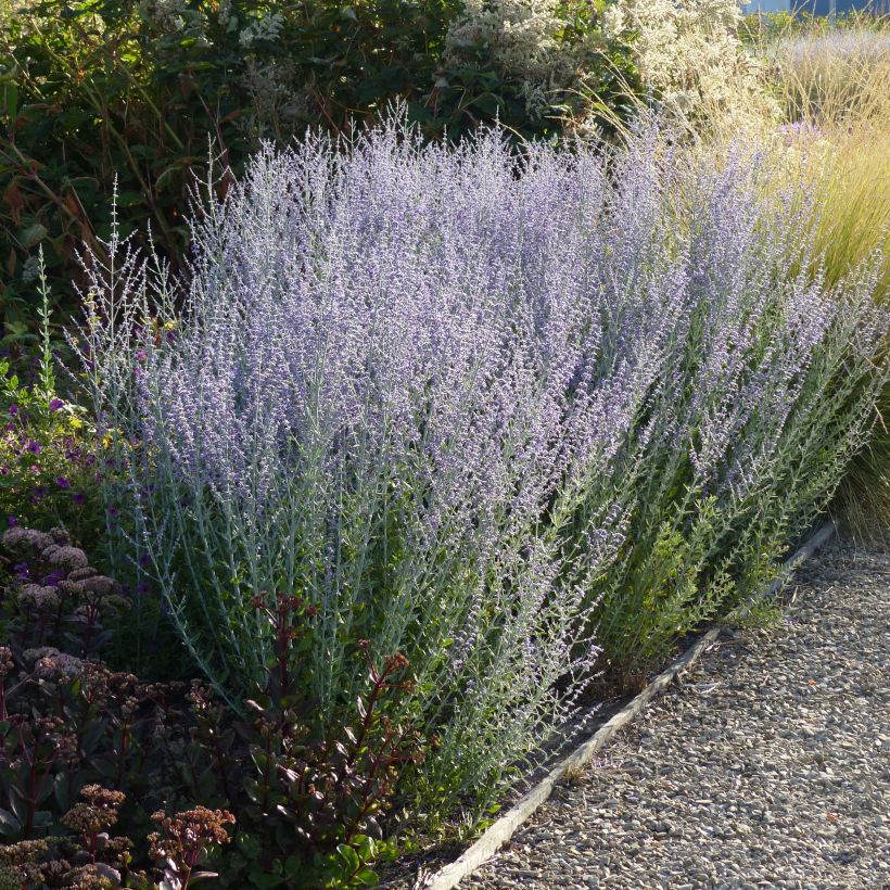 Perovskia atriplicifolia Little Spire - Sauge d'Afghanistan compacte (Plant habit)