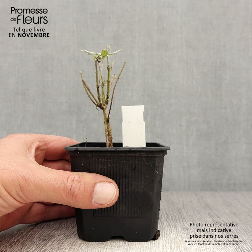 Example of Perovskia Silvery Blue - Sauge d'Afghanistan Godet de 8/9 cm as you get in automne