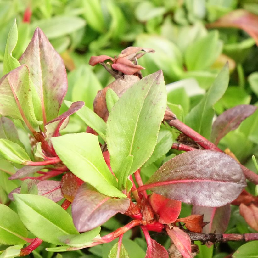 Persicaria affinis Superba - Renouée, Persicaire Superbum (Foliage)