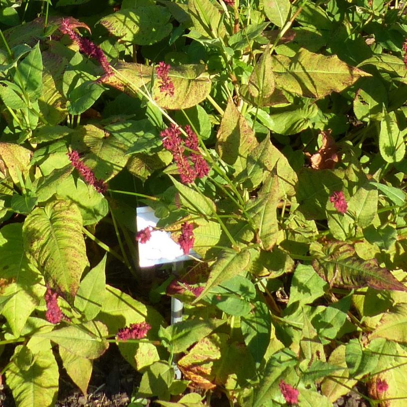 Renouée - Persicaria amplexicaulis Blackfield (Foliage)