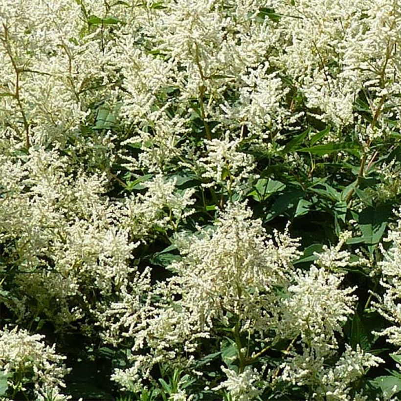 Renouée - Persicaria polymorpha (Flowering)