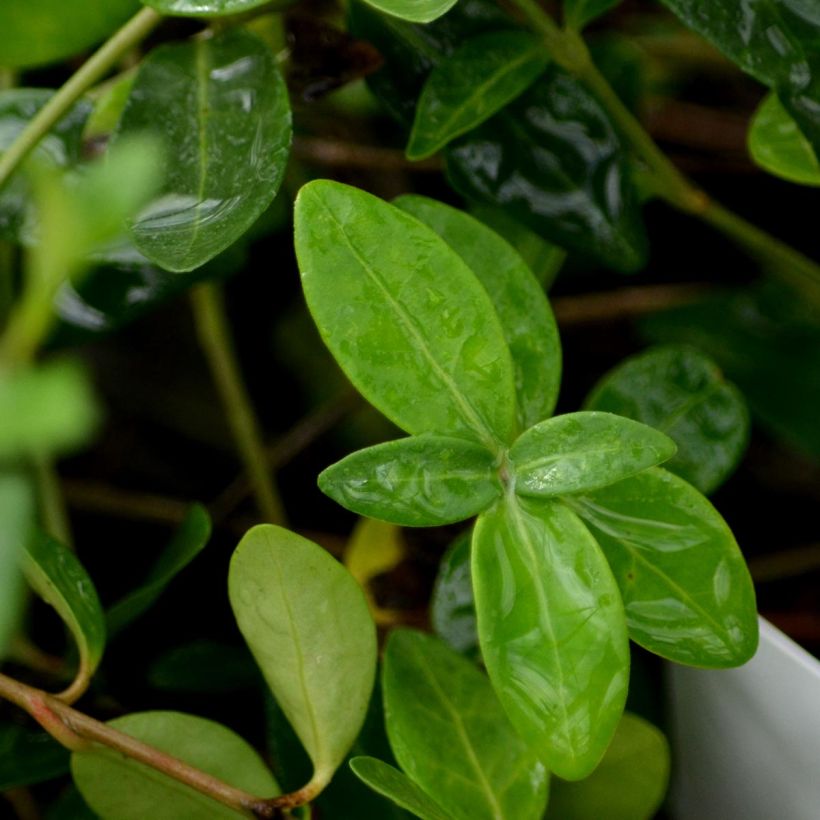 Vinca minor Atropurpurea - Pervenche à petite fleurs   (Foliage)