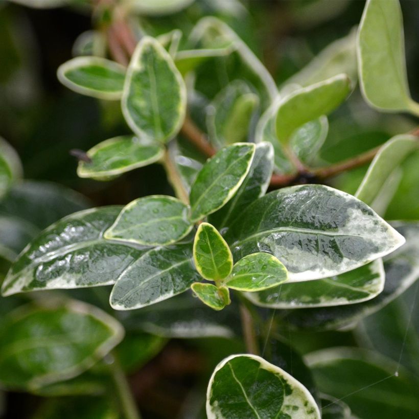 Pervenche à petite fleurs - Vinca minor Ralph Shugert -  (Foliage)