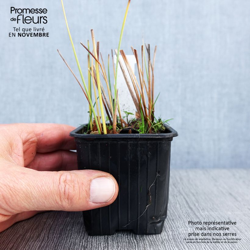 Example of Petite massette - Typha minima Godet de 8/9 cm as you get in automne