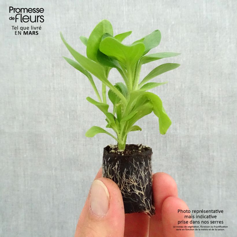 Example of Petunia Surfinia Trailing Light Yellow Mini-motte Ø 3/4 cm as you get in printemps