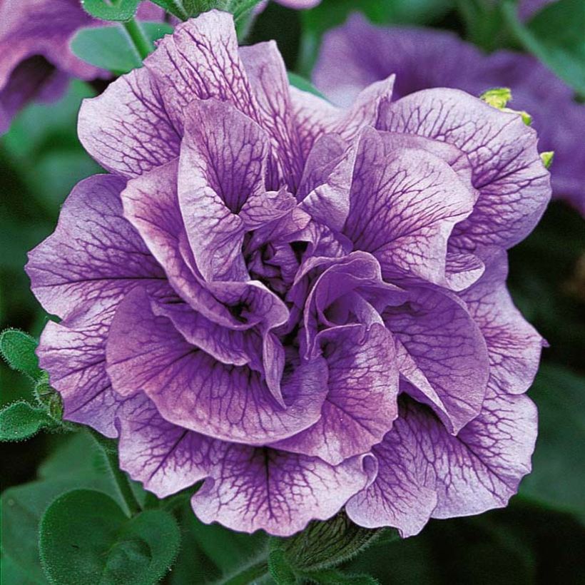 Pétunia Tumbelina Priscilla double lavande veiné (Flowering)
