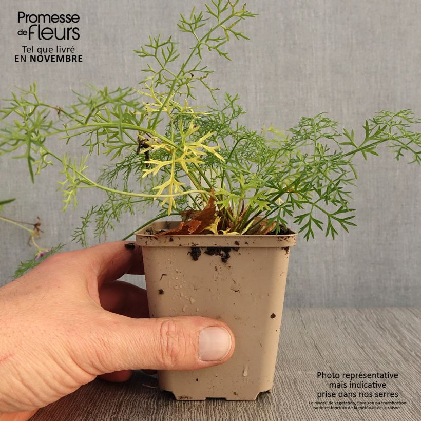 Example of Peucedanum rablense Godet de 8/9 cm as you get in automne