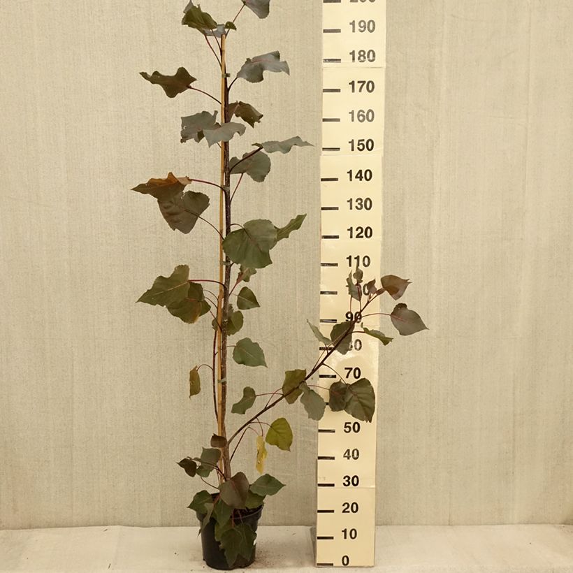 Example of Peuplier Fuego - Populus deltoides Fuego Pot de 7,5L/10L as you get in automne