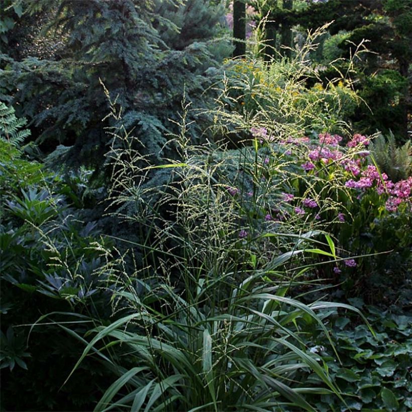 Phaenosperma globosa - Graminée (Plant habit)