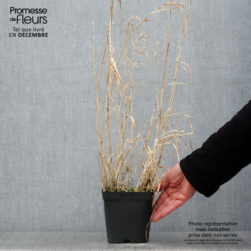 Example of Phalaris arundinacea Picta - Alpiste faux-roseau  Pot de 2L/3L as you get in automne