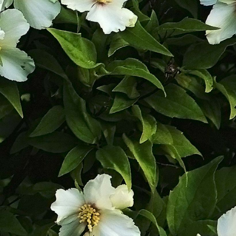 Seringat des jardins - Philadelphus Belle Etoile (Foliage)