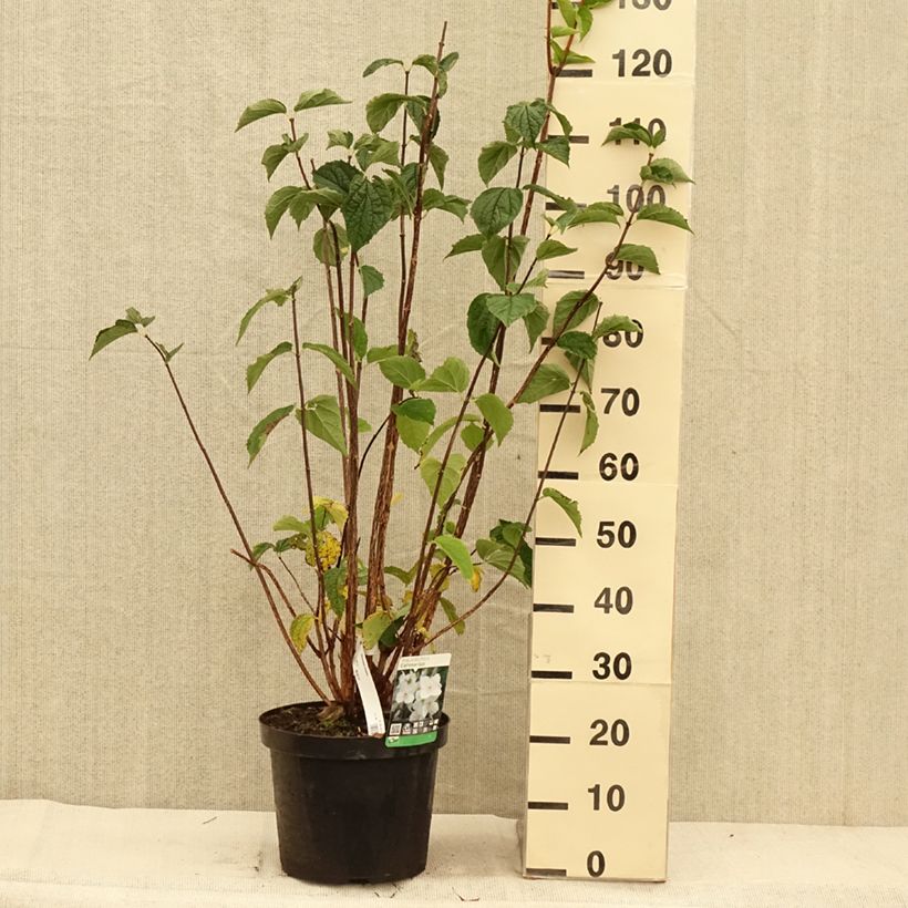 Example of Philadelphus coronarius Pot de 4L/5L as you get in automne