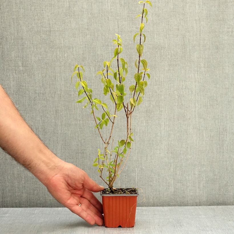 Example of Philadelphus Dame Blanche - Seringat Godet de 8/9 cm as you get in ete