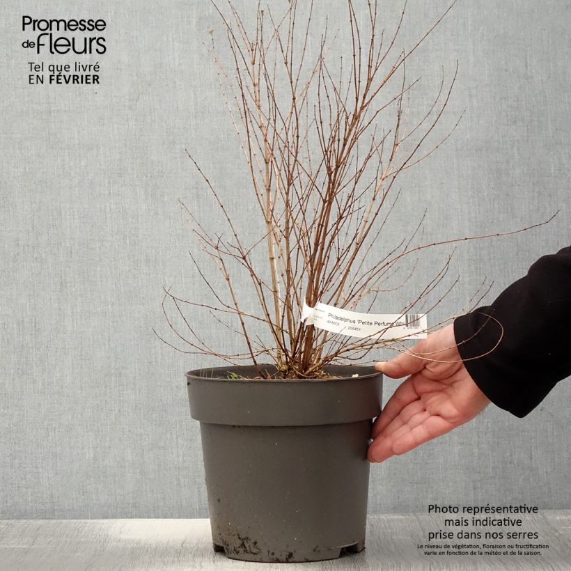Example of Philadelphus Petite Perfume White Pot de 3L/4L as you get in hiver