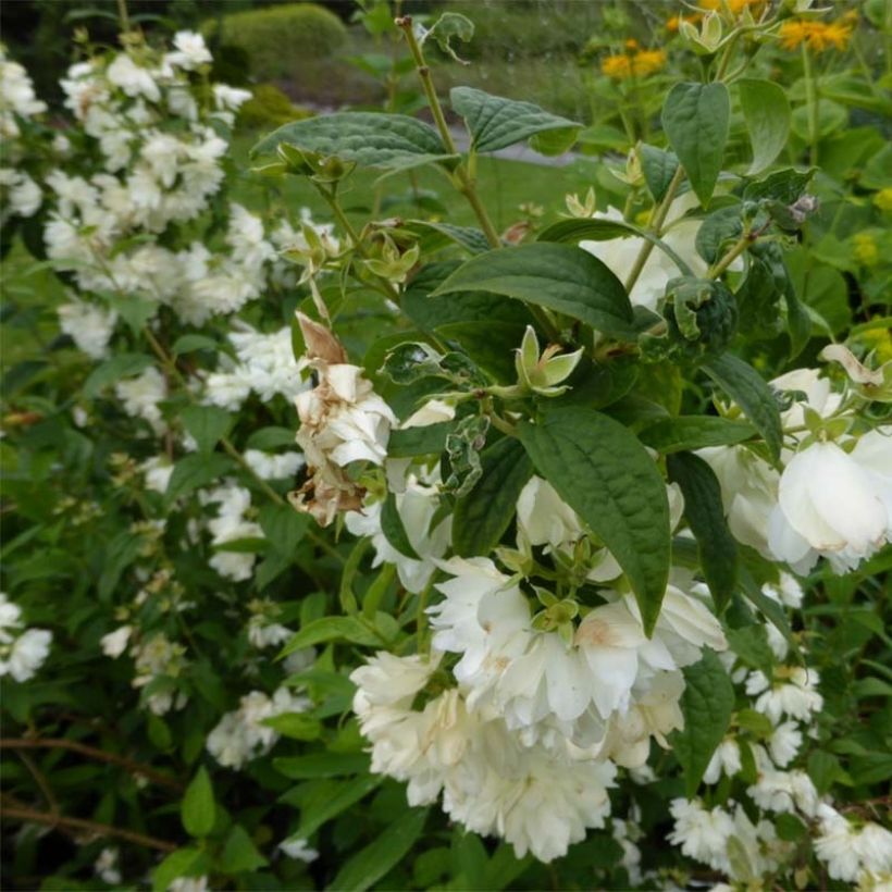 Seringat - Philadelphus Snowbelle (Flowering)