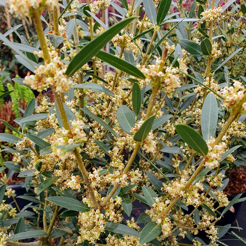 Phillyrea angustifolia GreenQuick - Filaire à feuilles étroites (Flowering)