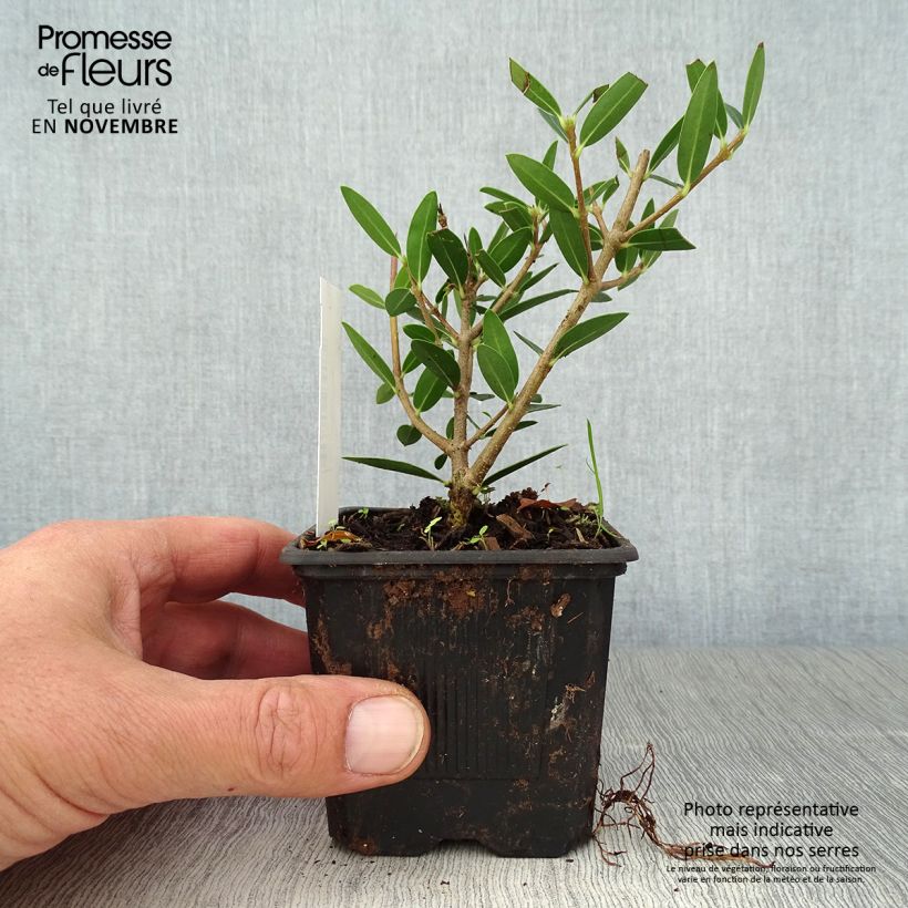 Example of Phillyrea angustifolia Green Up - Filaire à feuilles étroites Godet de 8/9 cm as you get in automne