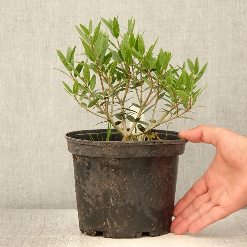 Example of Phillyrea angustifolia Green Up - Filaire à feuilles étroites Pot de 3L/4L as you get in ete