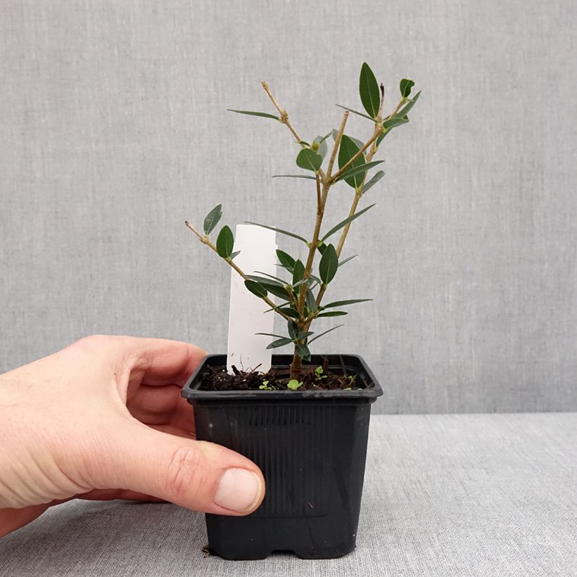 Example of Phillyrea angustifolia GreenQuick - Filaire à feuilles étroites Godet de 8/9 cm as you get in hiver
