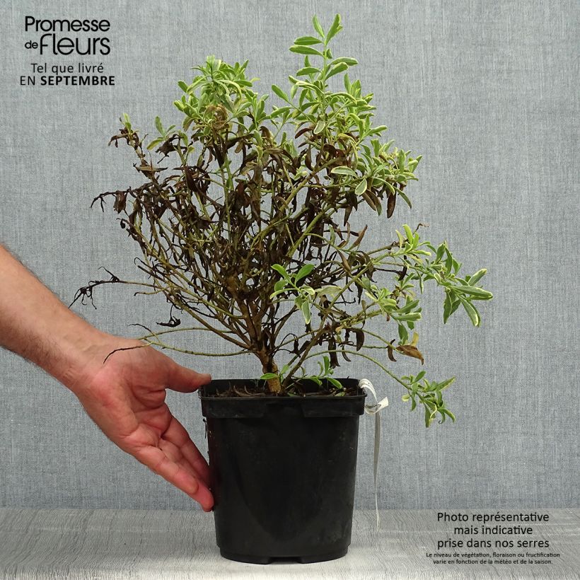 Example of Philotheca (Eriostemon) myoporoides Gold Touch  Pot de 3L/4L as you get in automne