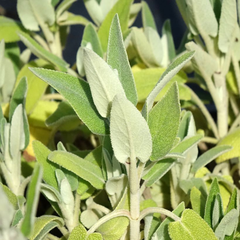 Phlomis purpurea - Sauge de Jérusalem pourpre (Foliage)