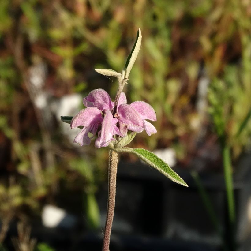 Phlomis purpurea - Sauge de Jérusalem pourpre (Flowering)