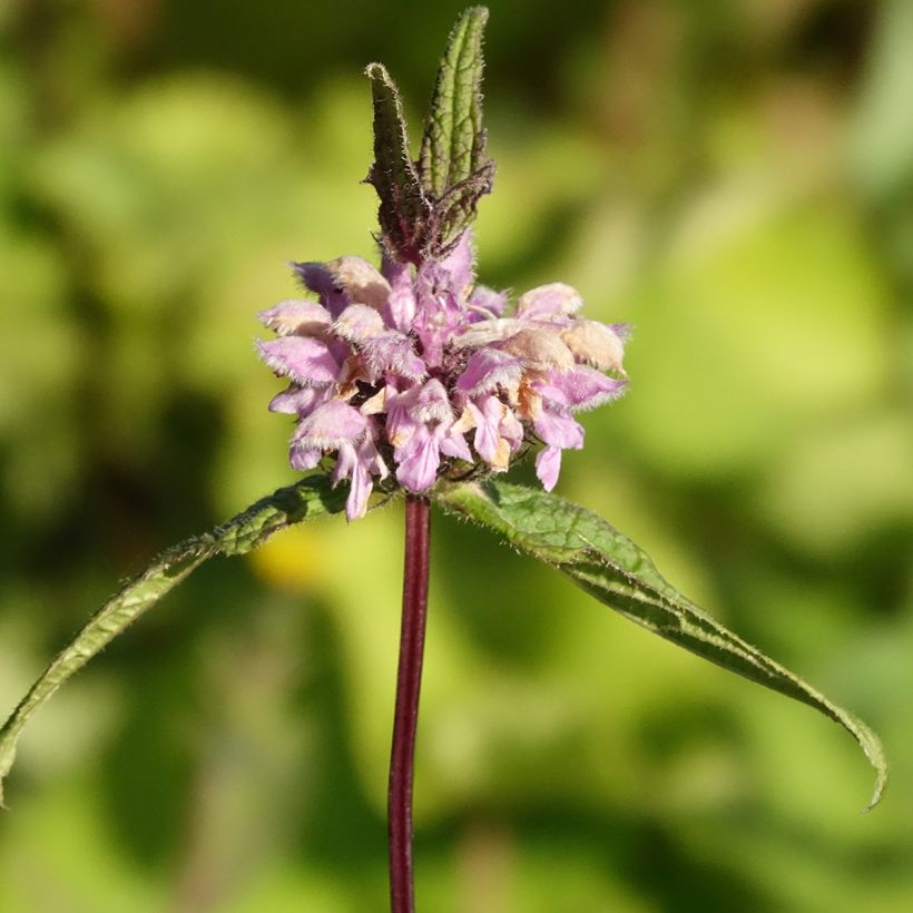 Phlomis tubéreux - Phlomis tuberosa Amazone (Flowering)
