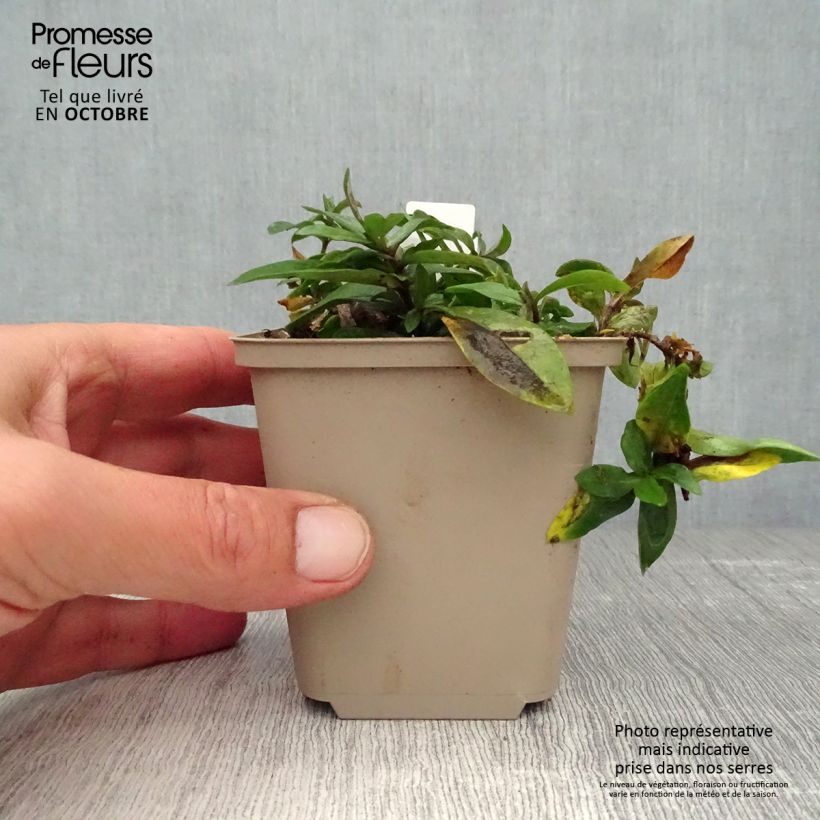 Example of Phlox divaricata Dirigo Ice Godet de 8/9 cm as you get in automne
