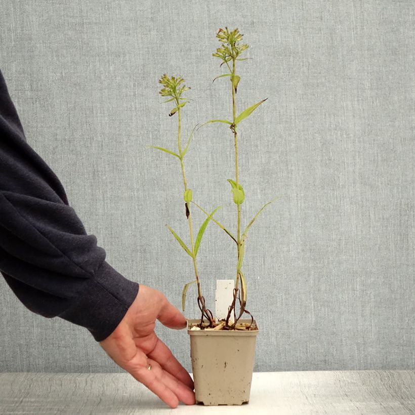 Example of Phlox Fashionably Early Crystal - Phlox hybride Godet de 8/9 cm as you get in ete