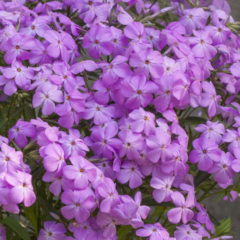 Phlox hybride Forever Pink - Phlox nain (Flowering)